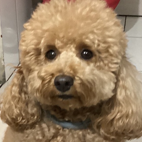 看板犬のラテ（トイプードル）の顔写真