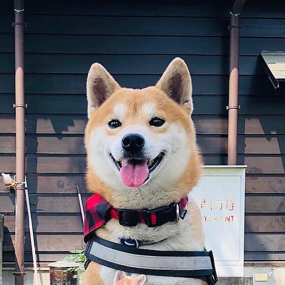 看板犬のもなか（柴犬）の顔写真