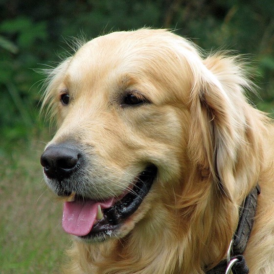 看板犬のそら（ゴールデンレトリバー）の顔写真